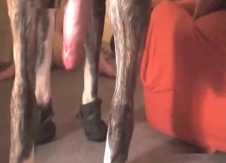 Dog destroys a redhead's pussy