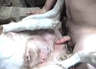 White animal enjoying that hard cock