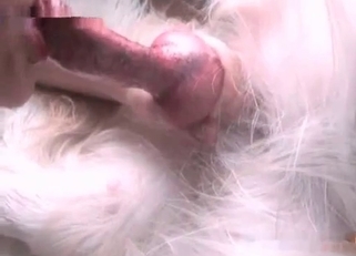 Dog's red cock is getting pleasured on cam